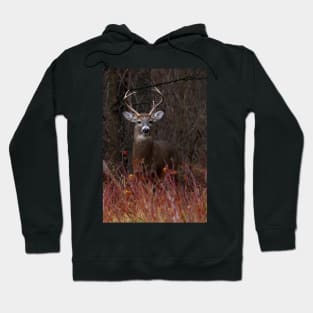 Young Buck - portrait - White-tailed Deer Hoodie